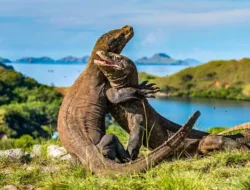 Keindahan Tersembunyi Taman Nasional Komodo Permata Alam Indonesia